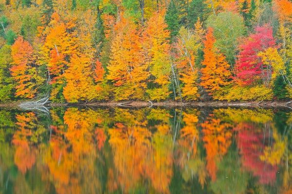 Canada-Quebec-Saint-Mathieu-du-Parc Autumn colors reflected in Lac Trudel